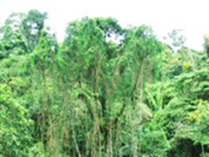 籐002.jpg