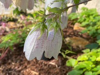 IMG_1637-3841c.jpeg