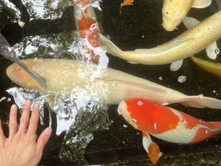 S__22798436.jpg