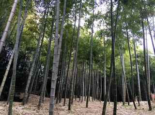 S__7290885.jpg